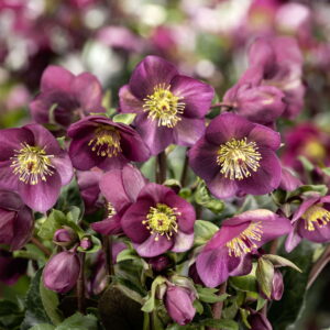 Helleborus x nigercors Ice N Roses' Ice Breaker Ruby ' ® Neu! – Bild 2