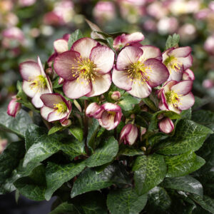 Helleborus x iburgensis Ice N Roses' Macy Marble ' ® Neu!