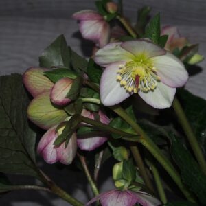 Helleborus x iburgensis Ice N Roses' Maddy Marble ' ® Neu! – Bild 3