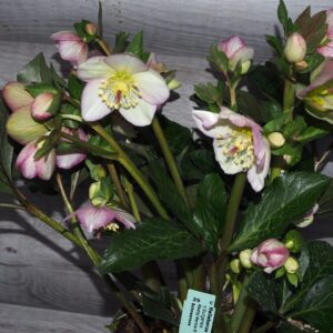 Helleborus x iburgensis Ice N Roses' Maddy Marble ' ® Neu! – Bild 4
