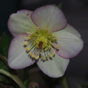Helleborus x iburgensis Ice N Roses' Maddy Marble ' ® Neu! – Bild 2