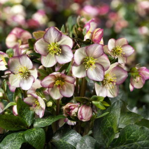 Helleborus x iburgensis Ice N Roses' Maddy Marble ' ® Neu!