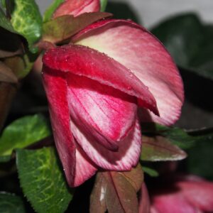 Helleborus x iburgensis Ice N Roses' Mary Marble ' ® Neu! – Bild 3
