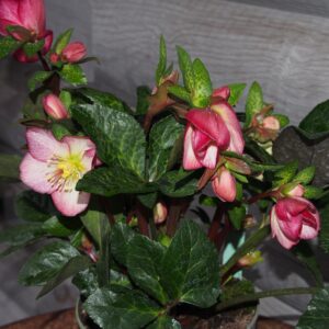 Helleborus x iburgensis Ice N Roses' Mary Marble ' ® Neu! – Bild 4