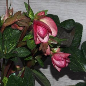 Helleborus x iburgensis Ice N Roses' Mary Marble ' ® Neu! – Bild 5