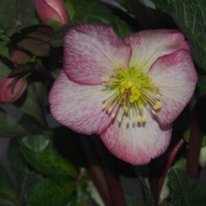 Helleborus x iburgensis Ice N Roses' Mary Marble ' ® Neu! – Bild 2