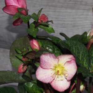 Helleborus x iburgensis Ice N Roses' Mary Marble ' ® Neu! – Bild 6