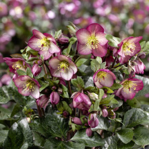Helleborus x iburgensis Ice N Roses' Mary Marble ' ® Neu!