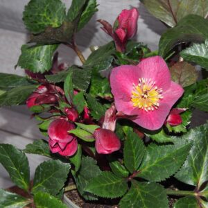 Helleborus x iburgensis Ice N Roses' Megan Marble ' ® Neu! – Bild 3