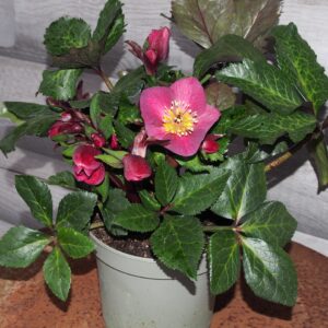 Helleborus x iburgensis Ice N Roses' Megan Marble ' ® Neu! – Bild 4