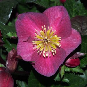 Helleborus x iburgensis Ice N Roses' Megan Marble ' ® Neu! – Bild 2