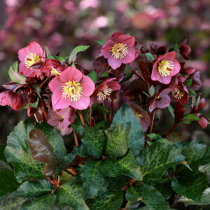 Helleborus x iburgensis Ice N Roses' Megan Marble ' ® Neu!