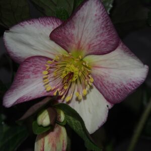 Helleborus x iburgensis Ice N Roses' Macy Marble ' ® Neu! – Bild 2