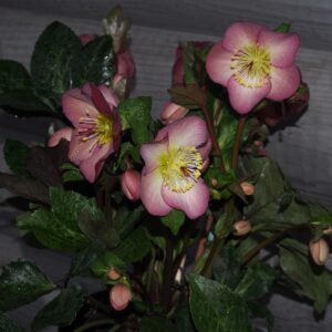 Helleborus x iburgensis Ice N Roses' Mindy Marble ' ® Neu! – Bild 3