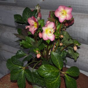 Helleborus x iburgensis Ice N Roses' Mindy Marble ' ® Neu! – Bild 4