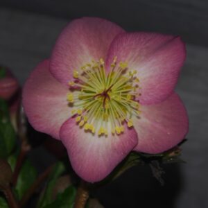Helleborus x iburgensis Ice N Roses' Mindy Marble ' ® Neu! – Bild 2