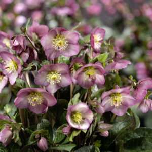 Helleborus x iburgensis Ice N Roses' Mindy Marble ' ® Neu!