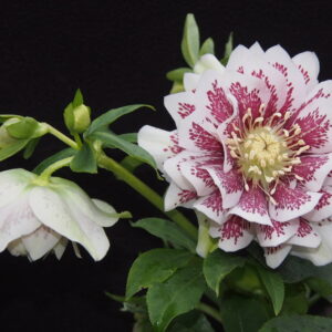 Helleborus x hybridus ' SP Molly ' – Bild 3