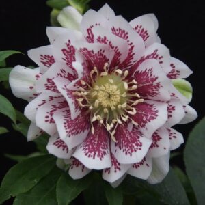 Helleborus x hybridus ' SP Molly '
