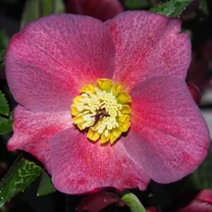 Helleborus x iburgensis Ice N Roses' Mona Marble ' ® Neu! – Bild 2