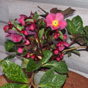 Helleborus x iburgensis Ice N Roses' Mona Marble ' ® Neu! – Bild 3