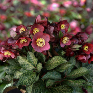 Helleborus x iburgensis Ice N Roses' Mona Marble ' ® Neu!