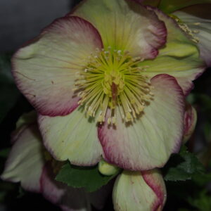 Helleborus x glandorfensis Ice N Roses' Purple Sunrise ' ® – Bild 3