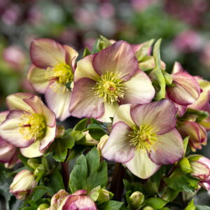 Helleborus x glandorfensis Ice N Roses' Purple Sunrise ' ®