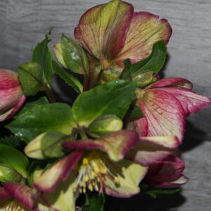 Helleborus x glandorfensis Ice N Roses' Purple Sunrise ' ® – Bild 4