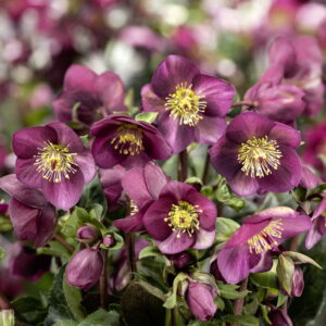 Helleborus x nigercors Ice N Roses' Ice Breaker Ruby ' ® Neu!