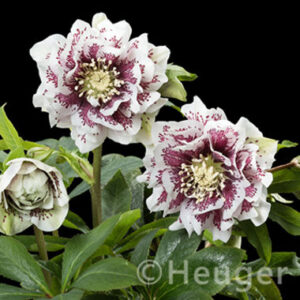 Helleborus x hybridus ' SP Molly ' – Bild 2
