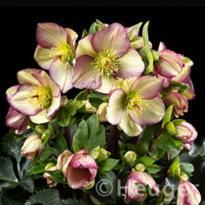 Helleborus x glandorfensis Ice N Roses' Purple Sunrise ' ® – Bild 2