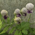 Aconitum heterophyllum 1