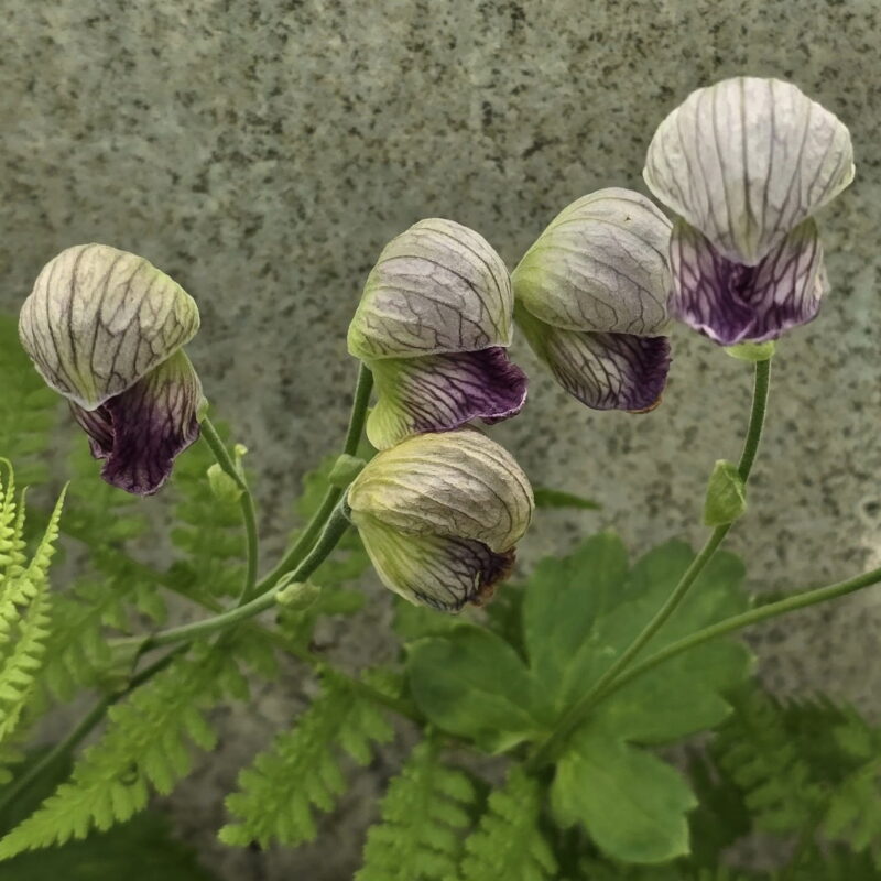Aconitum heterophyllum