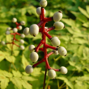 Actaea pachypoda Misty Blue