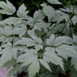 Actaea pachypoda Misty Blue – Bild 2