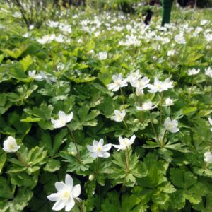 Anemone baicalensis