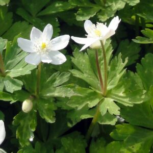 Anemone baicalensis var. rossii