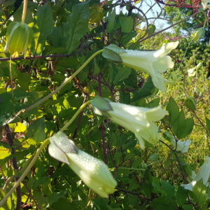 Cobaea priglei – Bild 3