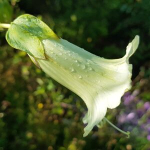 Cobaea priglei – Bild 2