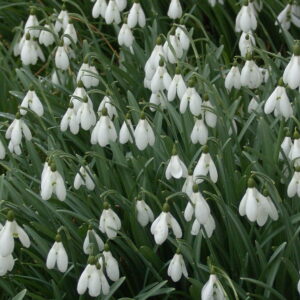 Galanthus Kultivar Cordelia – Bild 3