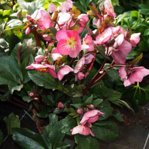 Helleborus x glandorfensis Ice N' Roses ' Corvina '