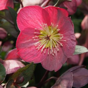 Helleborus x glandorfensis Ice N' Roses ' Corvina ' ®