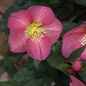 Helleborus x glandorfensis Ice N' Roses ' Corvina '