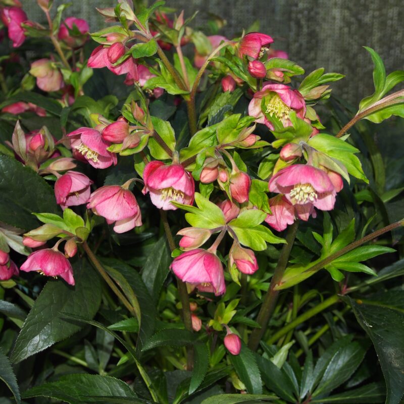 Helleborus x sahinii Dacaya Neuheit