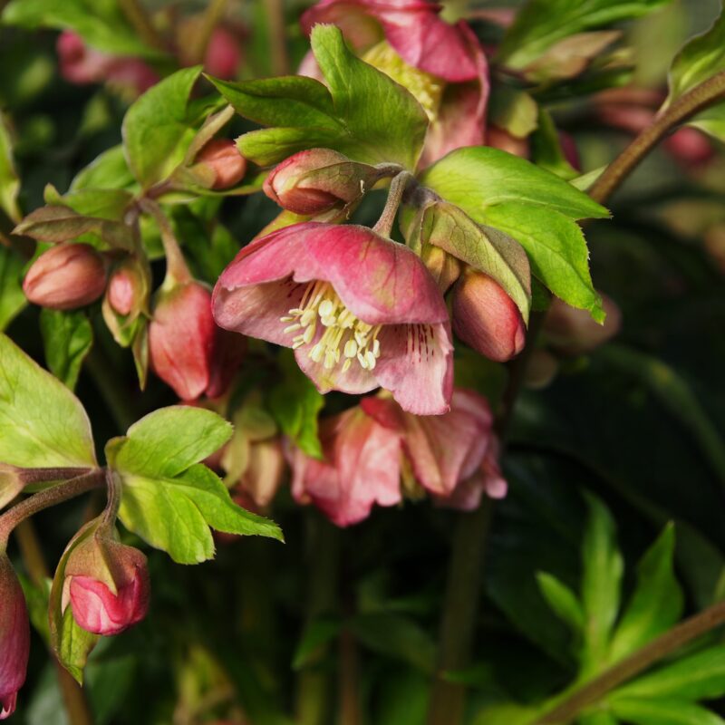 Helleborus x sahinii Dacaya Neuheit