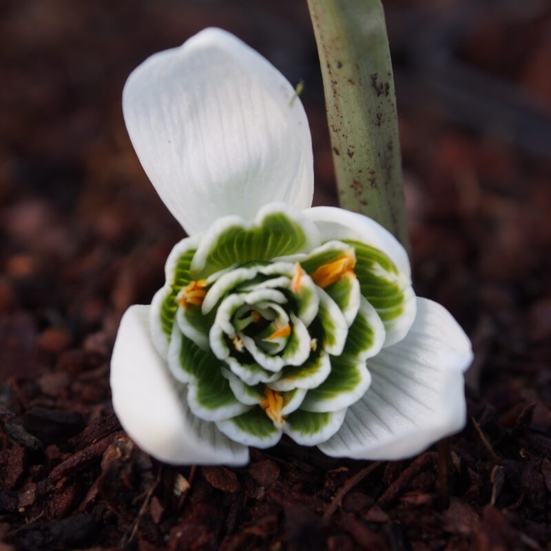 Galanthus Kultivar Dionysus