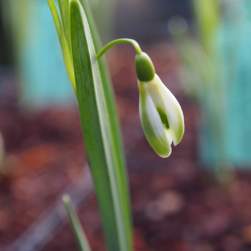 Galanthus nivalis var. scharlockii Eifeler Grün