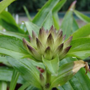 Gentiana tibetica – Bild 3