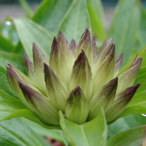 Gentiana tibetica – Bild 2
